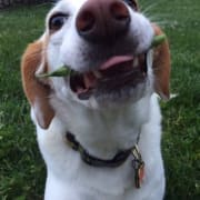 Rusti Loves String Beans