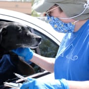 volunteer w car and dog volunteer w car and dog