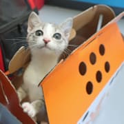 cat in carrier