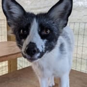 Capital Campaign Fundraising Fox And Wolf Dog Education Walking Wild Fox And Wolf Dog Rescue Opportunity Volunteermatch