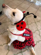 Lady Bug Katie says Hi! Lady Bug Katie says Hi!