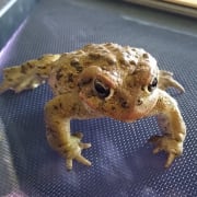 Monday Animal Care Intern - San Jose, CA | VolunteerMatch Monday Animal Care Intern - San Jose, CA | VolunteerMatch