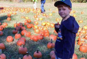 Pumpkin Patch Pumpkin Patch