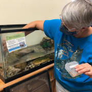 Turtle feeding Turtle feeding