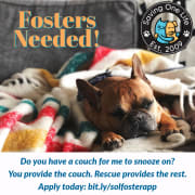 Dog Foster