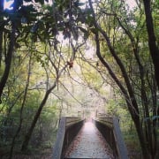 Lake Jackson Mounds Bridge