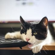 Social Media Cat Social Media Cat