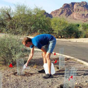 Phon D Milkweed Watering