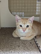 Kitten in kennel