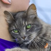 Cat Cuddling with volunteer