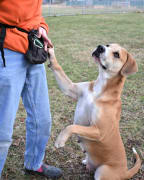 Dog Walking Dog Walking