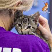 Kitten with volunteer