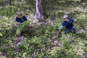 Invasivs Species Removal Invasivs Species Removal