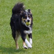 Dog Park Dog Park