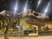 Dinosaur Dinosaur
