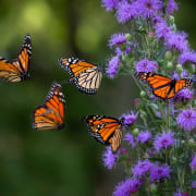 image_20250419082516 image_20250419082516