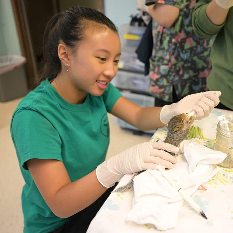 Wildlife Rehabilitation Animal Care Volunteer (WAITLIST) - San Jose, CA