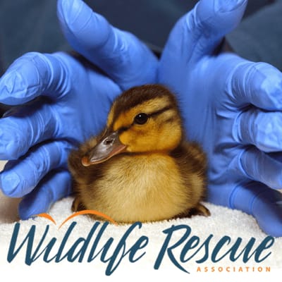Wildlife Rescue Association of BC volunteer opportunities | VolunteerMatch