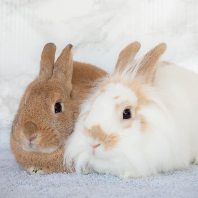 Video Editor: Los Angeles Rabbit Foundation | VolunteerMatch Video Editor: Los Angeles Rabbit Foundation | VolunteerMatch