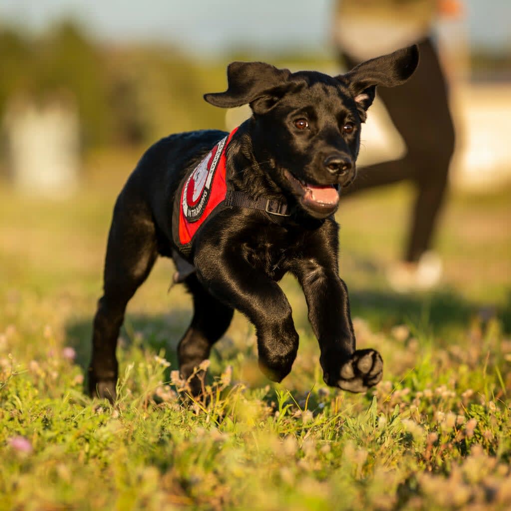 Be A Sitter For A Future Assistance Dog New Hope MN VolunteerMatch Be A Sitter For A Future Assistance Dog New Hope MN VolunteerMatch