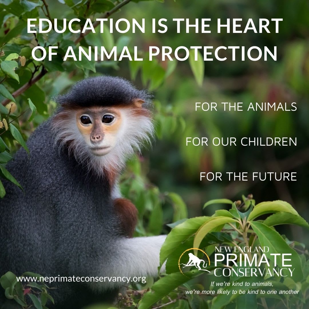 New England Primate Conservancy volunteer opportunities | VolunteerMatch New England Primate Conservancy volunteer opportunities | VolunteerMatch