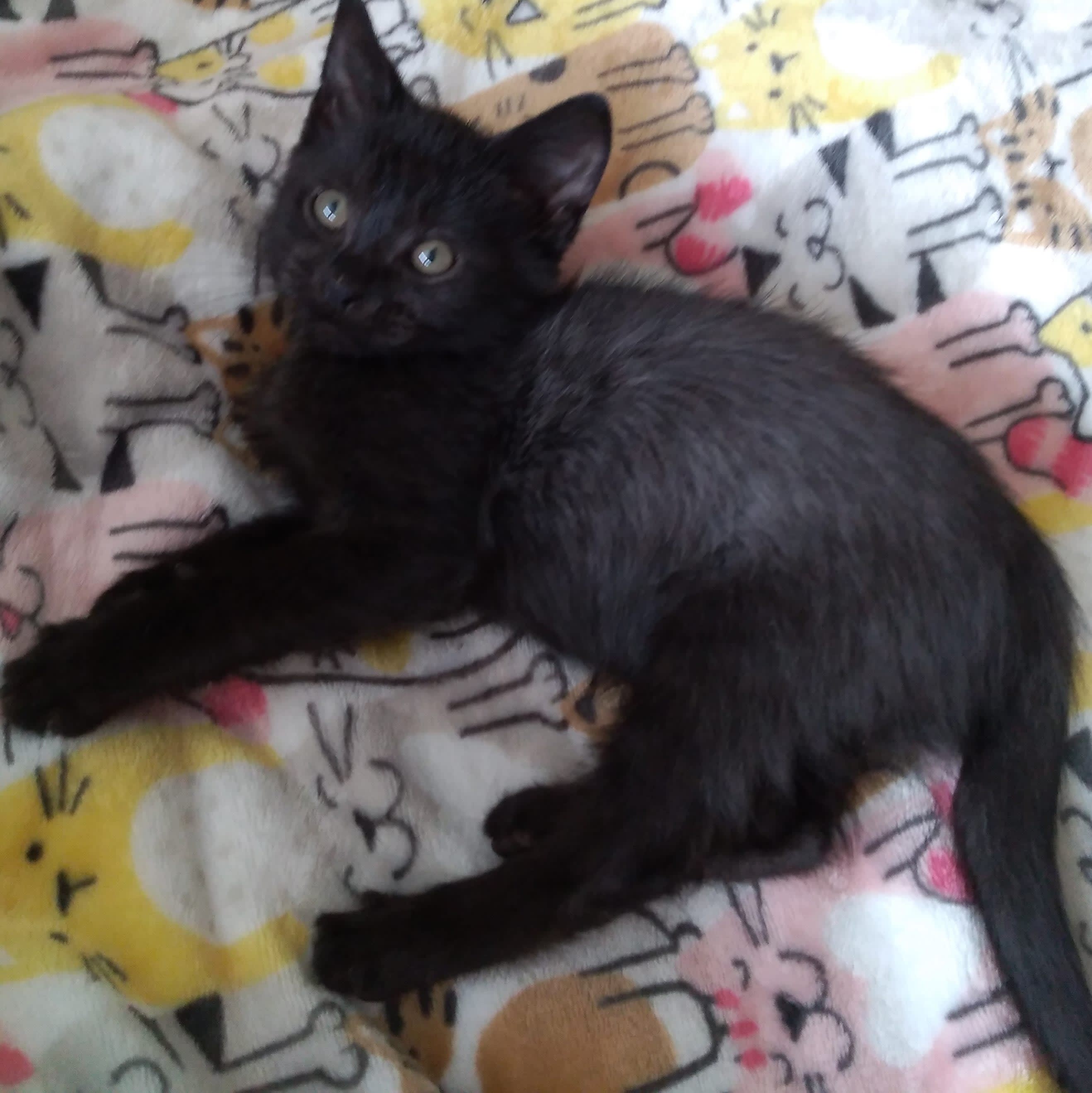 Foster Cats or Kittens - Augusta, GA | VolunteerMatch Foster Cats or Kittens - Augusta, GA | VolunteerMatch