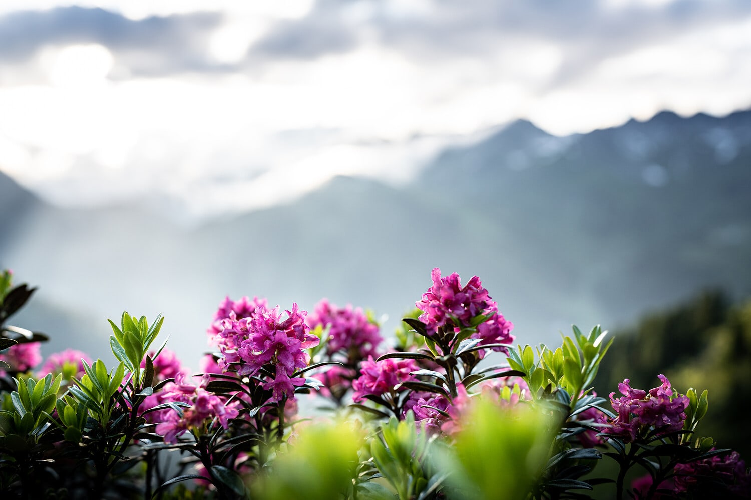 Alpenrosenweg am Rendl — St. Anton am Arlberg