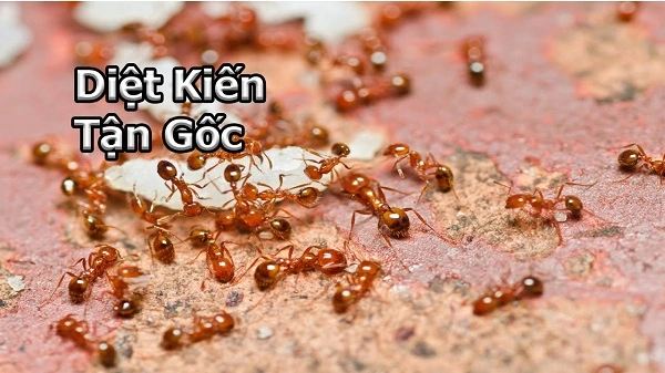 Bán thuốc diệt kiến tại Hà Nội hiệu quả