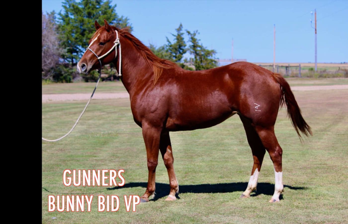 GUNNERS BUNNY BID VP