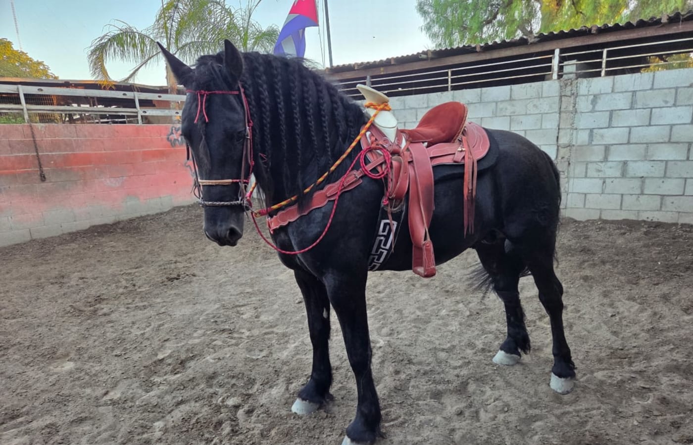 Zorro