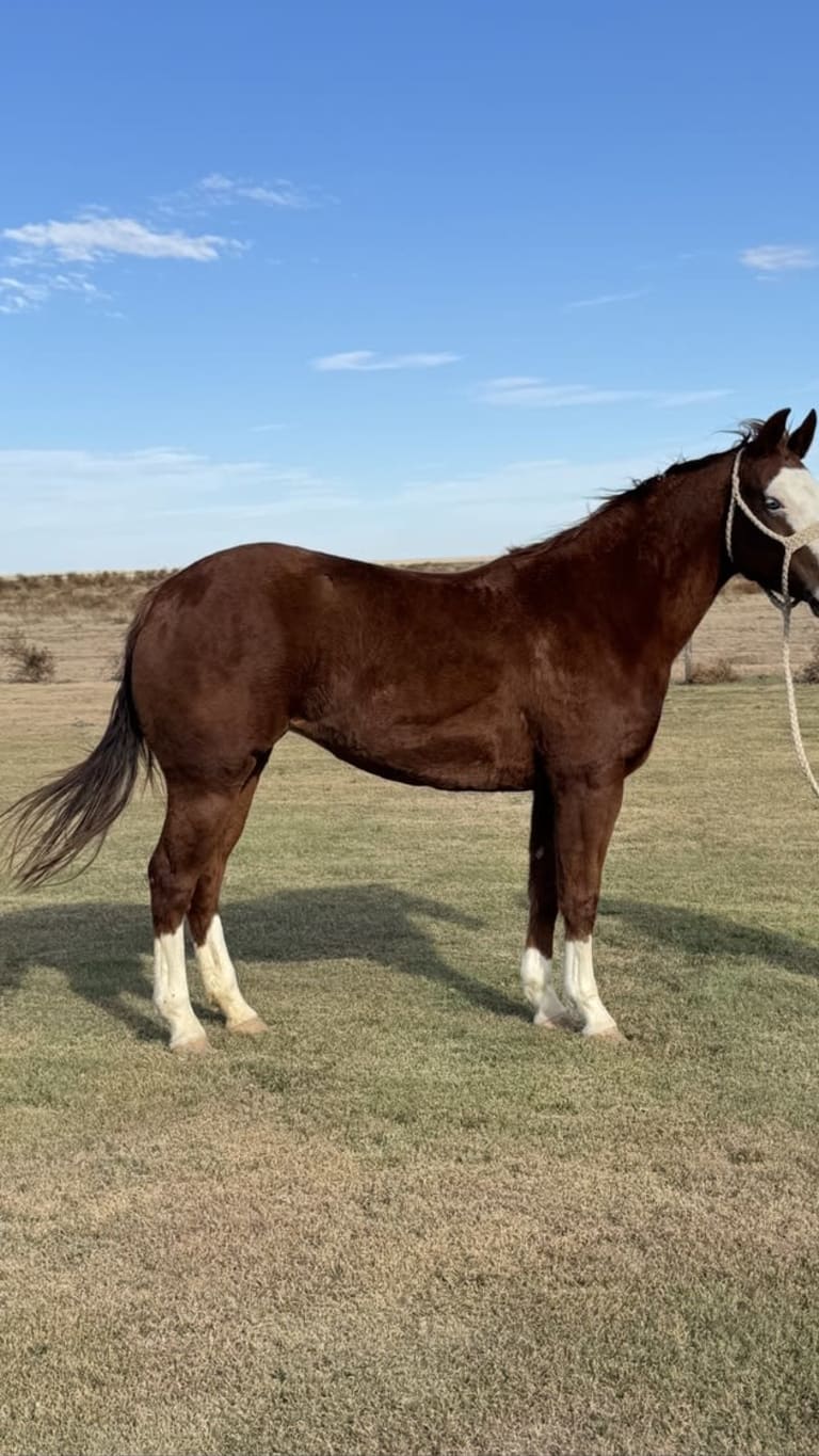 Gunners Delight VP — listed by Van Pelt Quarter Horses