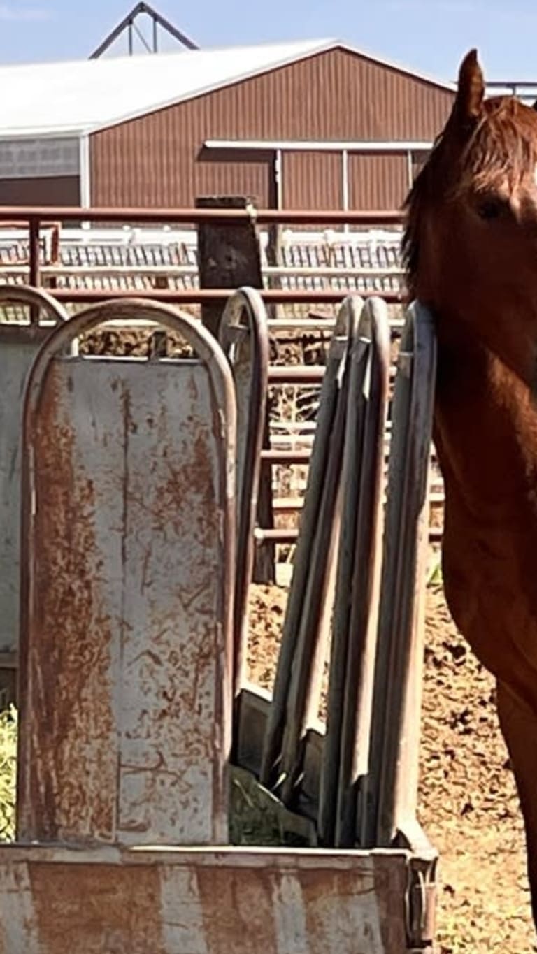 SCARLET NICOLETTA VP — listed by Van Pelt Quarter Horses