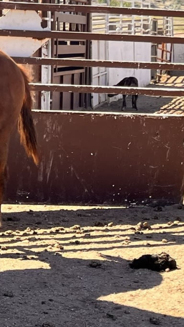 LADY STARLIGHT VP — listed by Van Pelt Quarter Horses