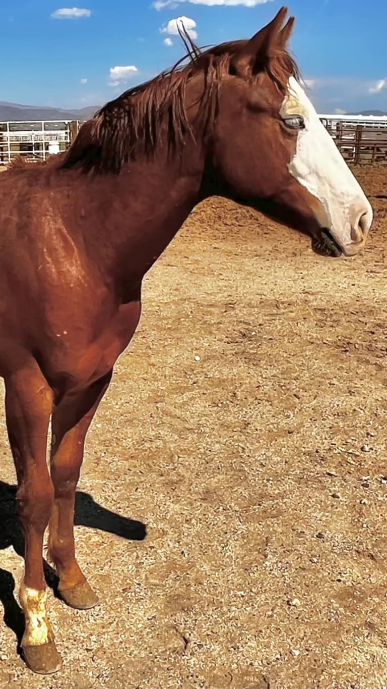 TWO EYED OT SIX VP — listed by Van Pelt Quarter Horses