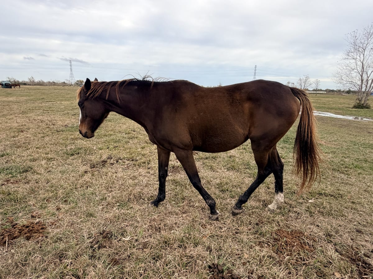 Valerie - Thoroughbred