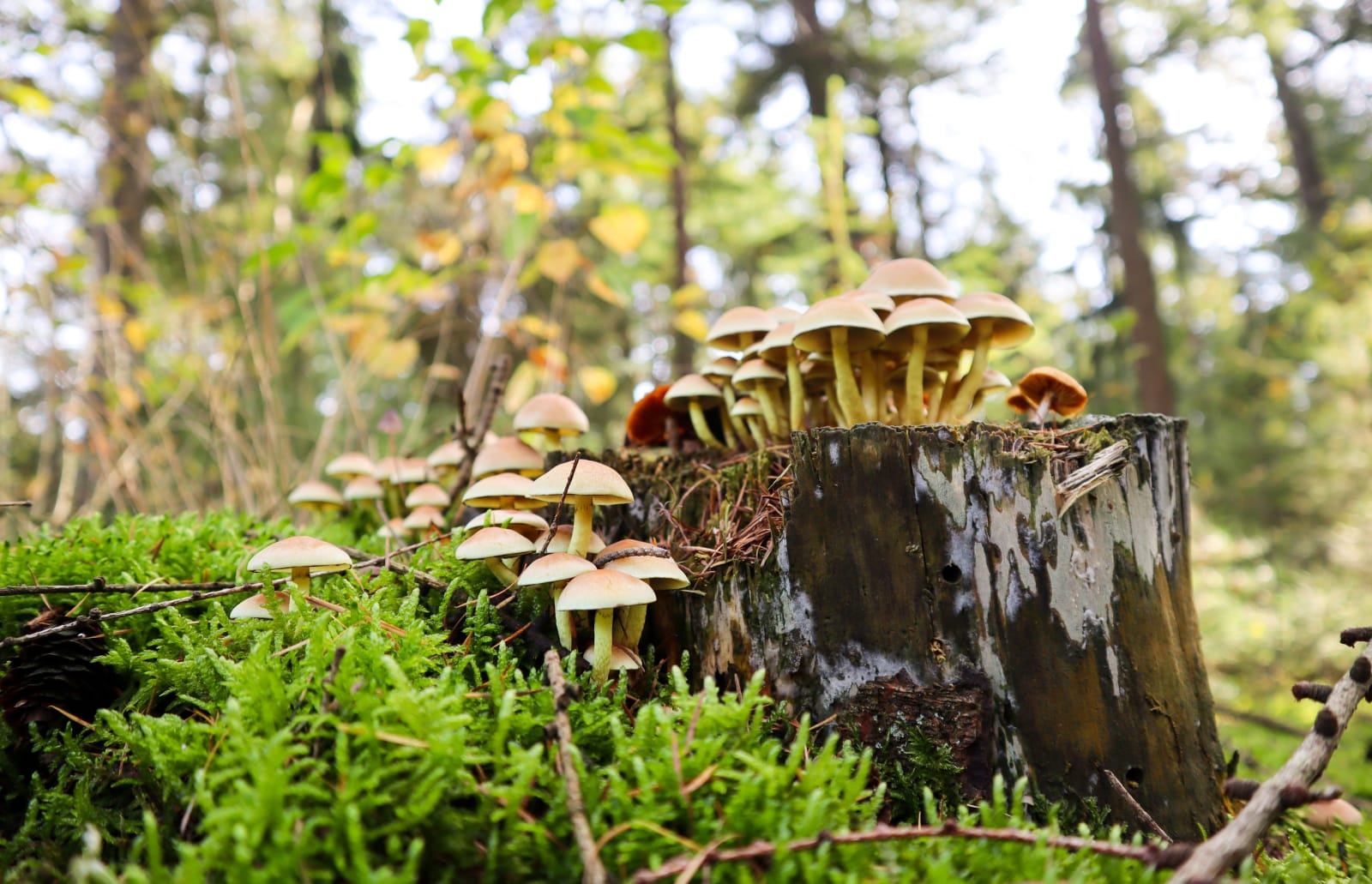 Natuurfoto van paddenstoelen