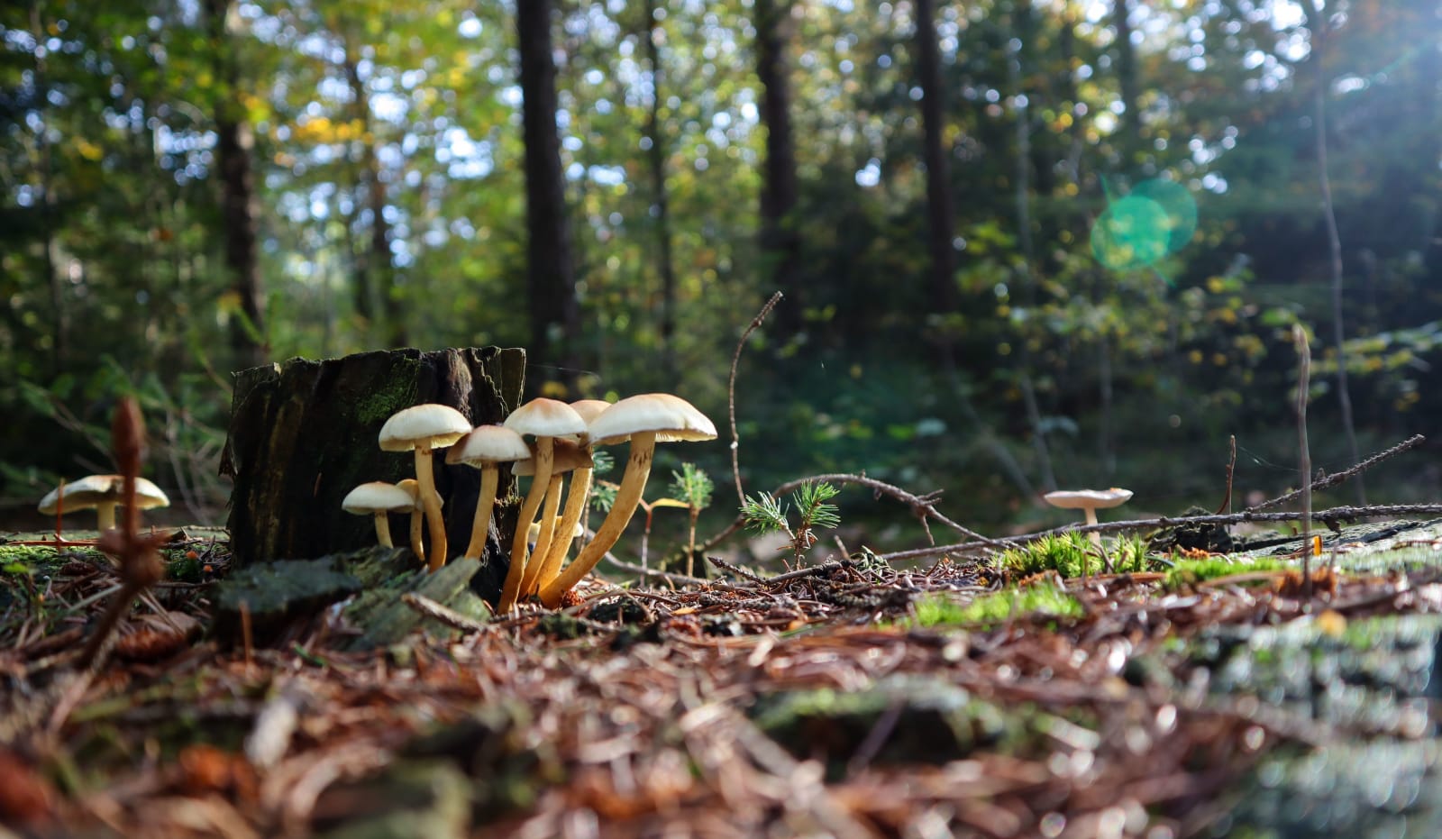 Paddenstoelen