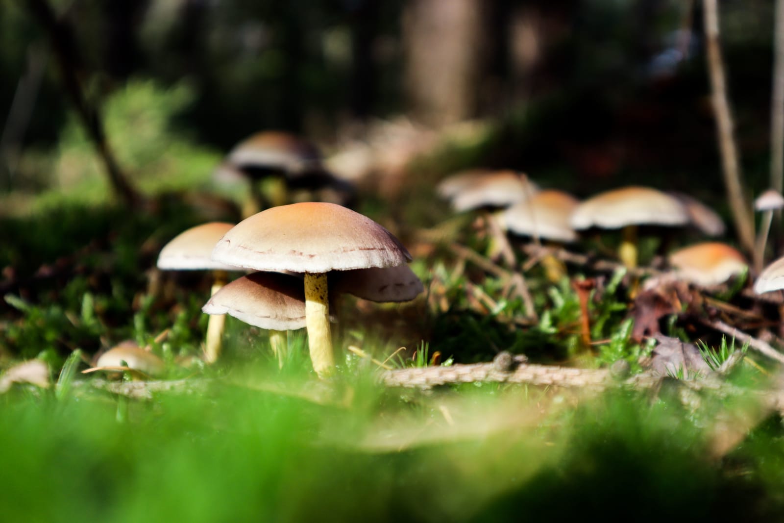 Paddenstoelen in het bos