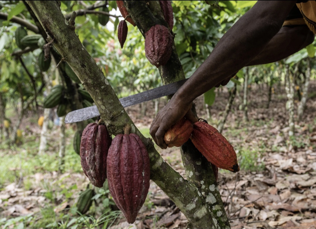 Brazil Suspends Cocoa Imports from Ivory Coast Over Traceability Concerns