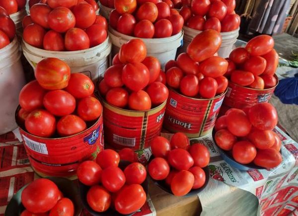 Trade Flows Normalize: Burkina Faso Resumes Fresh Tomato Exports to Ghana