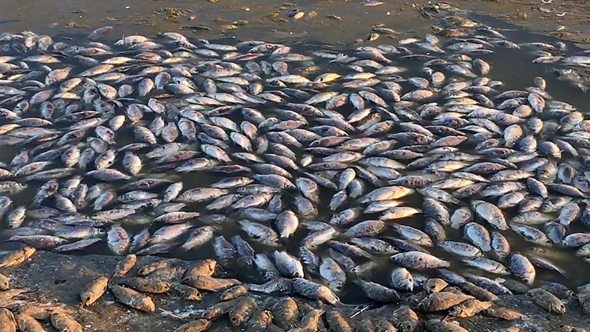 Authorities Investigate Mass Fish Die-Off at Tema Shipyard