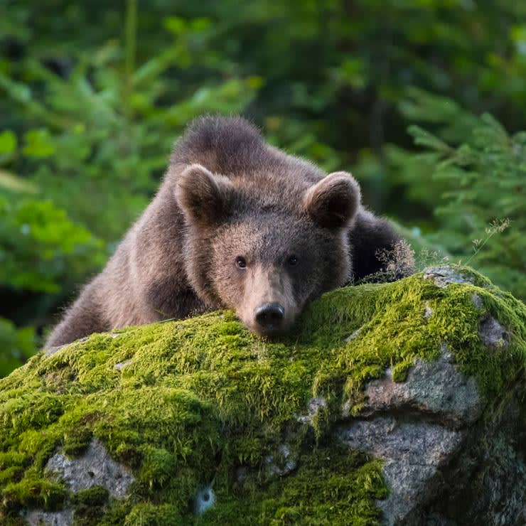 Image luzfzxbwbnk1t3domt99