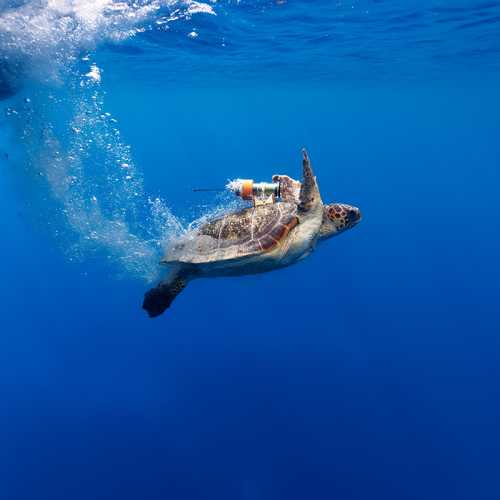 Balise tortue remora 1