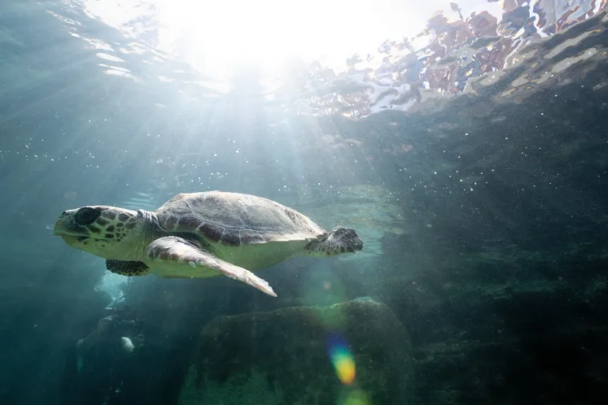 Balise tortue remora 4