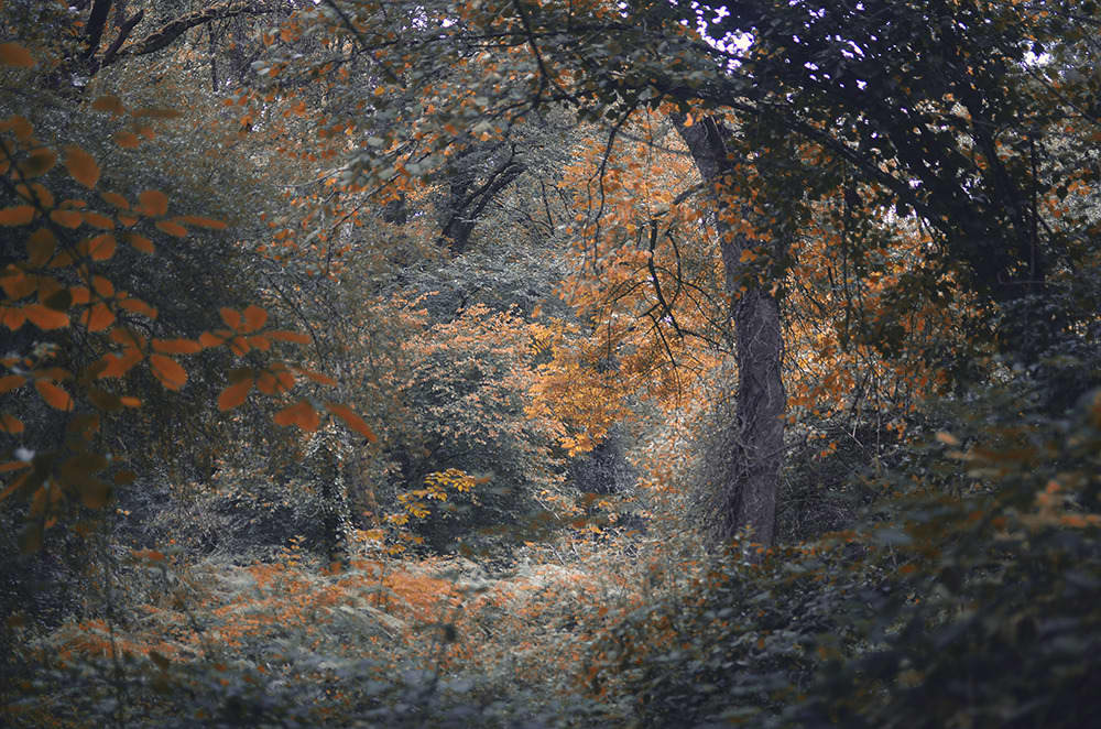 photo de nature et d'escalade