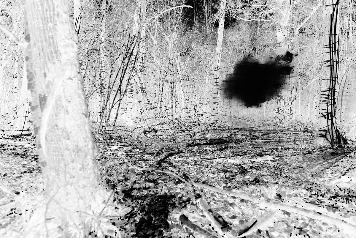 Photos du projet Natura Obscura