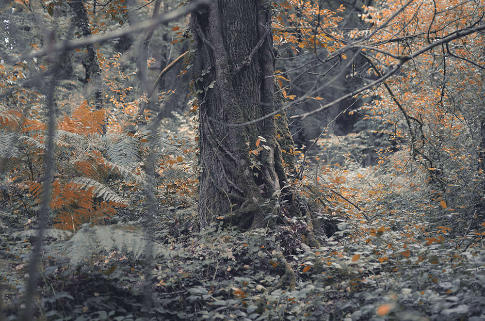 photo de nature et d'escalade