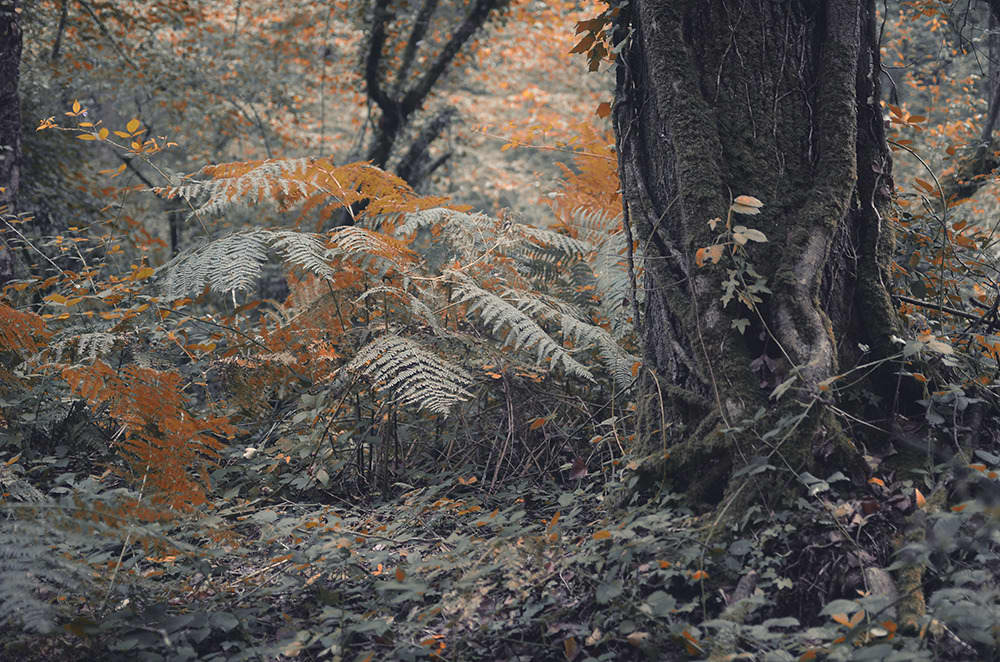 photo de nature et d'escalade