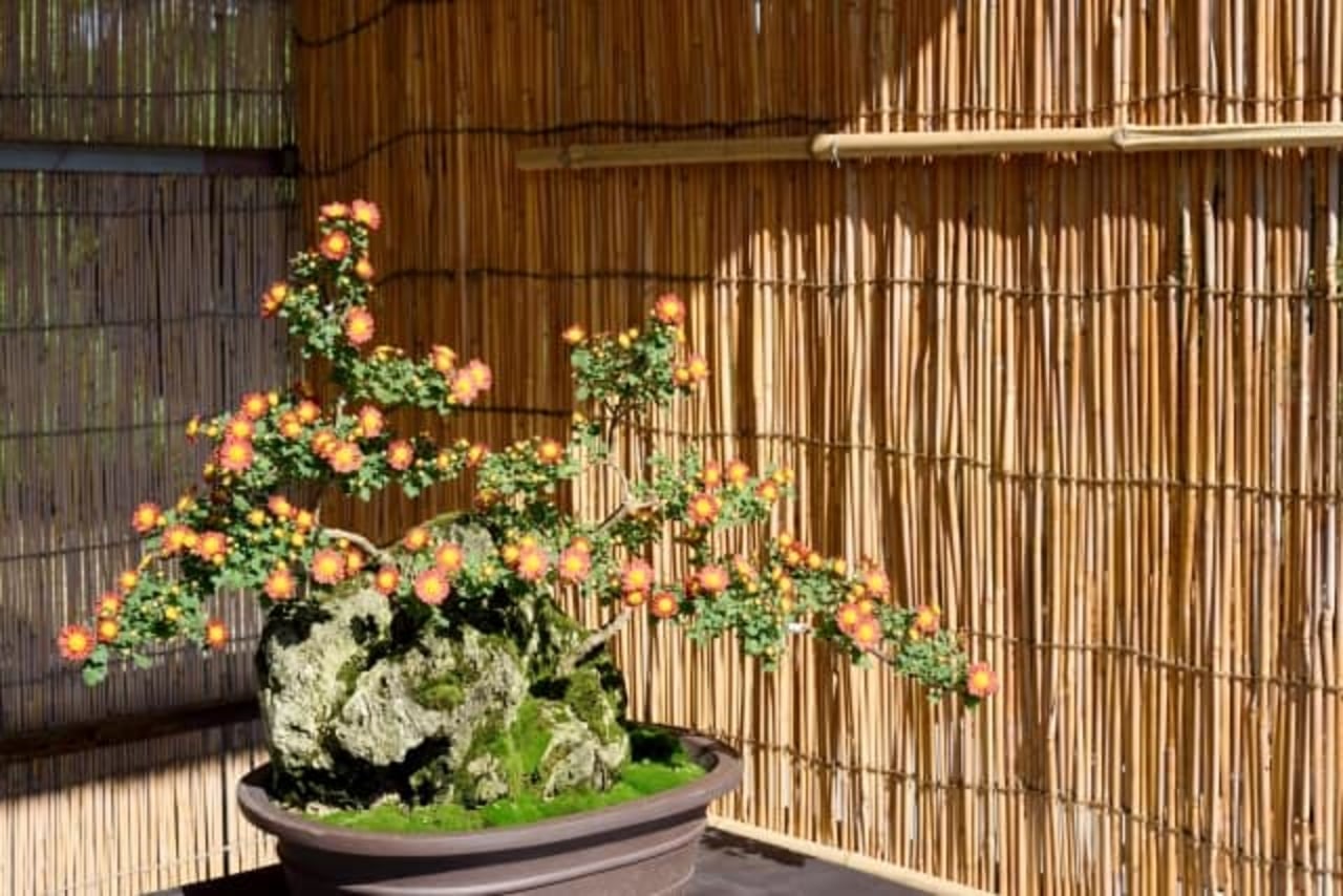 Bonsai and Where to See This Unique Art Form in Japan - VOYAPON