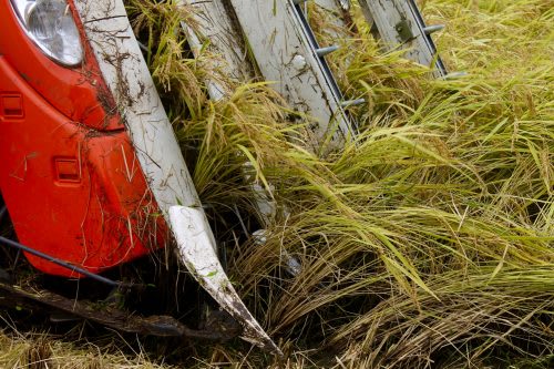 Niigata Farmstay Rural Rice Harvesting Farming Experience Minshuku Takane Murakami